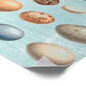 Poster Oeufs vintages (Coin)