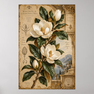 Poster Œuvre d'art botanique de magnolia blanc vintage