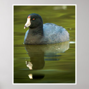 Poster Œuvre d'art de la foulque d'Amérique Reflet d'oi