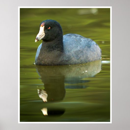 Poster Œuvre d'art de la foulque d'Amérique | Reflet d'oi (Devant)