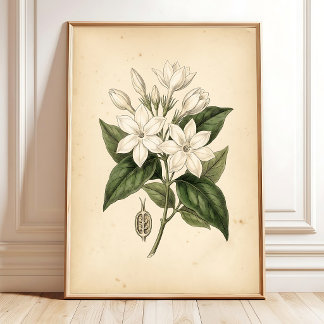 Poster Œuvre d'art encadrée de fleur de jasmin vintage
