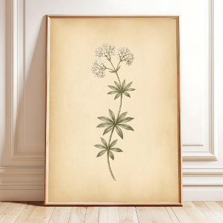 Poster Œuvre d'art encadrée de fleur de Woodruff vintage
