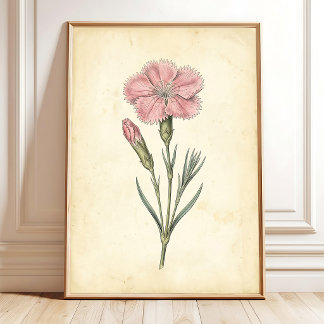 Poster Œuvre d'art murale botanique victorienne Dianthus