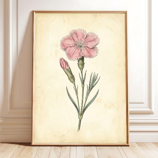 Poster Œuvre d'art murale botanique victorienne Dianthus