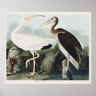 Poster Œuvre d'art vintage d'Audubon sur l'Ibis blanc et