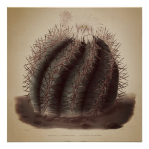 Poster Œuvre d'art vintage sur les cactus