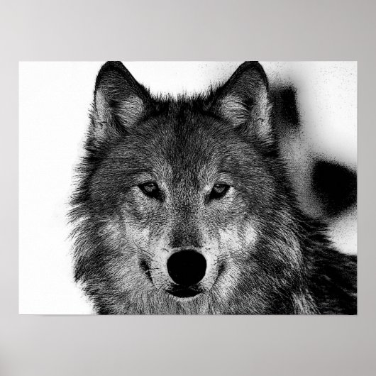Poster Oeuvre de loup gris noir et blanc (Devant)