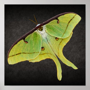 Poster Oeuvre de Luna Moth en couleur vive sur noir