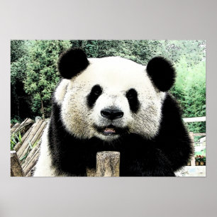 Poster Oeuvre de Panda