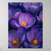 Poster OEuvre murale de fleurs violettes | Fleur de lotus (Devant)