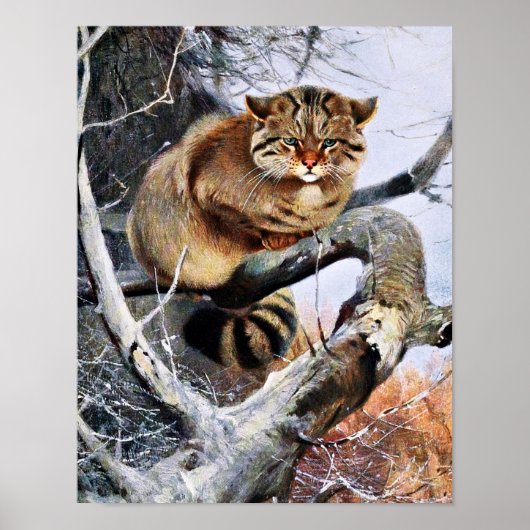 Poster Oeuvre Vintage Wildcat (Devant)