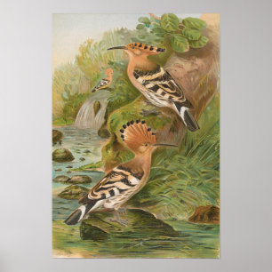 Poster Oeuvres d'Upupa par Johann Friedrich Naumann