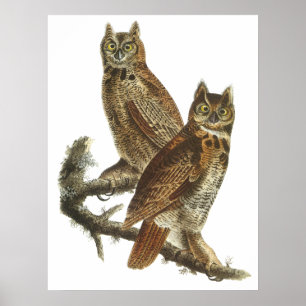 Poster of afdruk van Audubon Great Horned Owls
