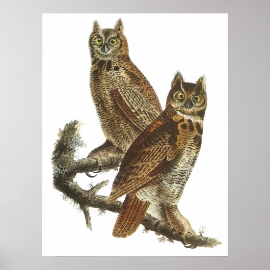 Poster of afdruk van Audubon Great Horned Owls (Voorkant)