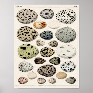 POSTER OF VINTAGE BIRD'S EGGS 1843 ILLUSTRATION