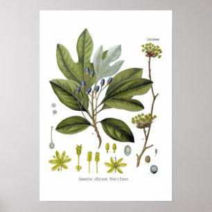 Poster Officinale de sassafras