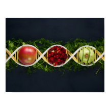 OGM Aliments et cultures génétiquement modifiées