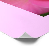 Poster oh, si rose ! (Coin)