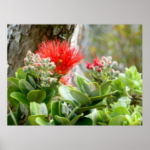 Poster Ohia Lehua