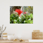 Poster Ohia Lehua (Cuisine)