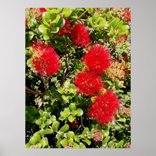 Poster Ohia Lehua (Devant)