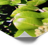 Poster Ohia Lehua (Coin)