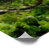 Poster Ohia Lehua (Coin)