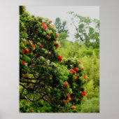 Poster Ohia Lehua (Devant)