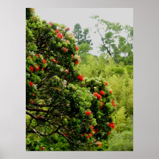 Poster Ohia Lehua (Devant)