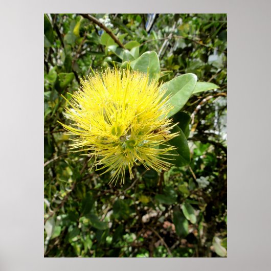 Poster Ohia Lehua jaune (Devant)