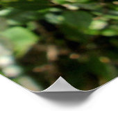 Poster Ohia Lehua jaune (Coin)