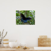 Poster Ohio Blue Swallowtail Butterfly (Cuisine)