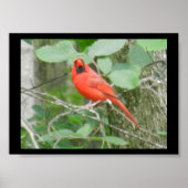 POSTER OHIO RED CARDINAL (Devant)