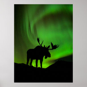 Poster Oie à aurore verte boréale, Alaska