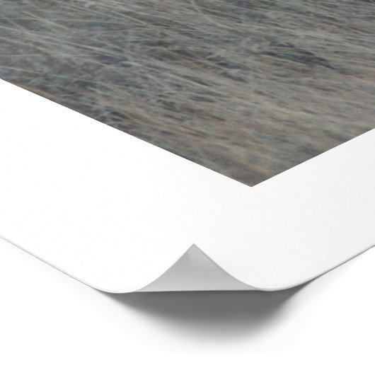 Poster Oie attentive (Coin)