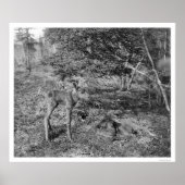 Poster Oie Bébée En Alaska 1915 (Devant)