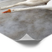 Poster Oie blanche (Coin)