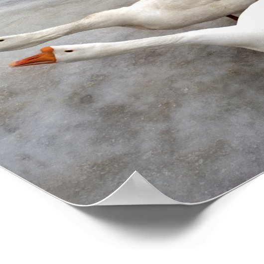 Poster Oie blanche (Coin)