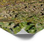 Poster Oie blanche sur l'herbe (Coin)