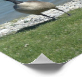 Poster Oie canadienne (Coin)