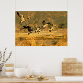 Poster Oie canadienne (Cuisine)