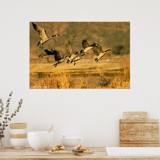 Poster Oie canadienne (Cuisine)