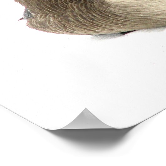 Poster Oie canadienne (Coin)