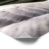 Poster Oie canadienne leuciste (Coin)