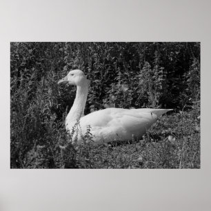 Poster Oie d'Emden