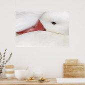 Poster Oie des neiges Chen caerulescens (Cuisine)