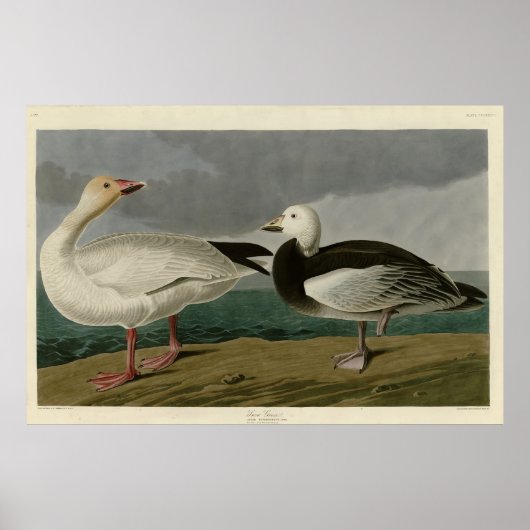 Poster Oie des neiges des oiseaux d'Amérique d'Audubon (Devant)