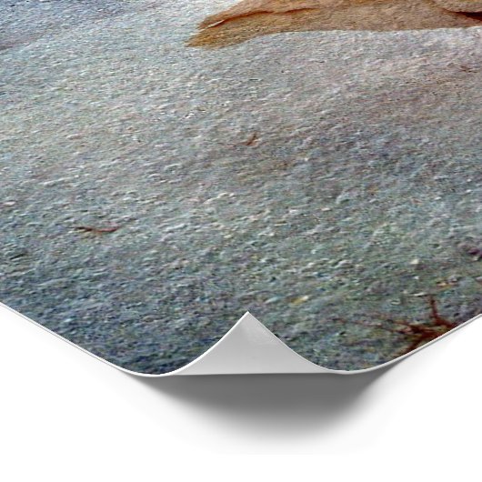 Poster Oie d'hiver (Coin)