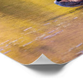 Poster Oie d'or (Coin)