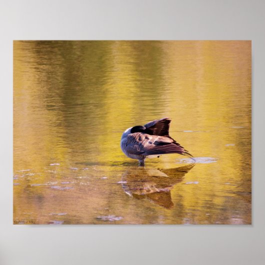 Poster Oie d'or (Devant)